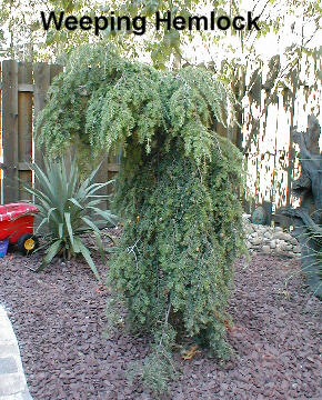 Weeping Hemlock